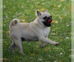 Small Photo #5 Pug Puppy For Sale in HARTLY, DE, USA