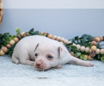 Small Photo #31 Chihuahua-Chorkie Mix Puppy For Sale in FREDERICKTOWN, OH, USA