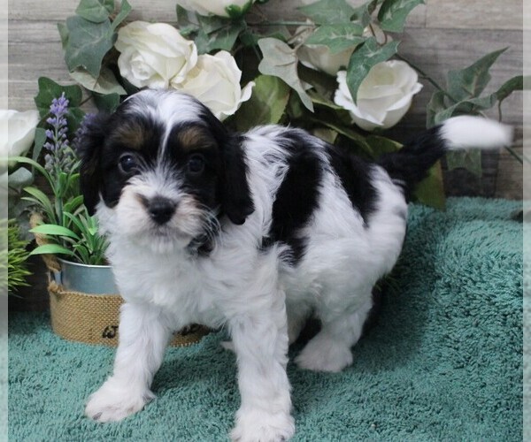 Medium Photo #2 Cavapoo (Miniature) Puppy For Sale in CARLISLE, KY, USA