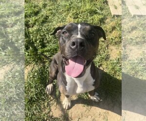 American Pit Bull Terrier-Unknown Mix Dogs for adoption in Chico, CA, USA