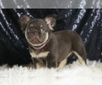Puppy Vegas AKC French Bulldog