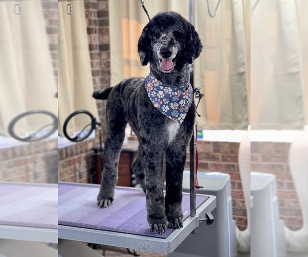 Medium Photo #1 Poodle (Standard) Puppy For Sale in OLD FORT, NC, USA