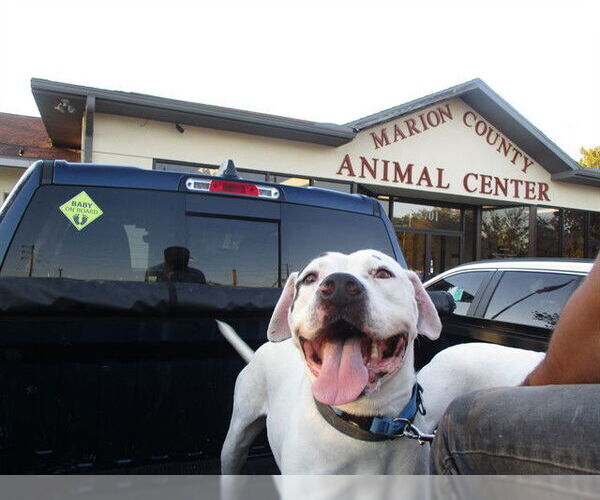 Medium Photo #1 American Bulldog-Unknown Mix Puppy For Sale in Ocala, FL, USA