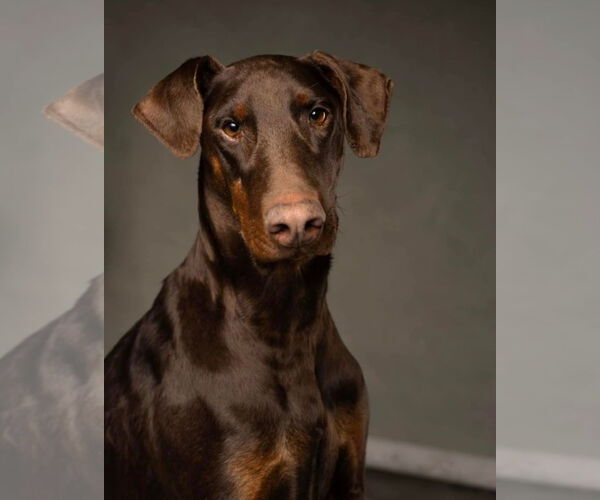 Medium Photo #4 Doberman Pinscher Puppy For Sale in Buffalo, MN, USA