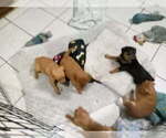 Small #2 Miniature Pinscher