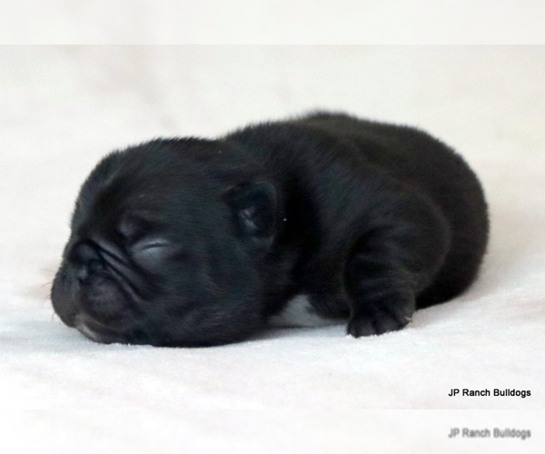 Medium Photo #7 French Bulldog Puppy For Sale in WINNSBORO, TX, USA