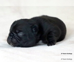 Small #6 French Bulldog