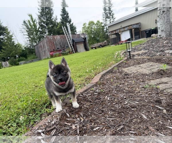 Medium Photo #23 Alaskan Klee Kai-Pomsky Mix Puppy For Sale in ATHENS, WI, USA