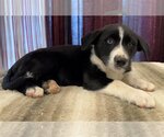 Small Photo #5 Borador Puppy For Sale in Lake Elsinore, CA, USA