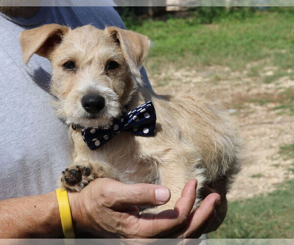 Medium Photo #2 Poodle (Miniature)-Unknown Mix Puppy For Sale in Bandera, TX, USA