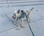 Small #2 Mutt
