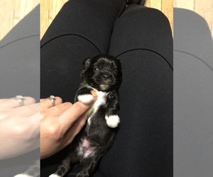 ShihPoo Puppy for sale in NEW HAVEN, CT, USA