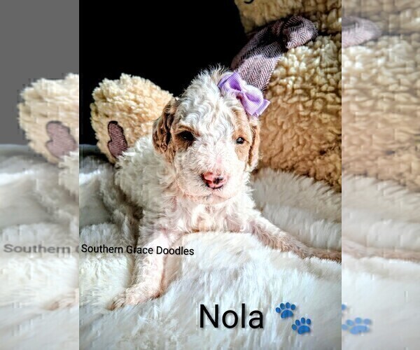 Medium Photo #10 Goldendoodle (Miniature) Puppy For Sale in GASTONIA, NC, USA