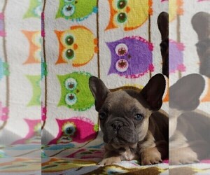 French Bulldog Puppy for sale in TAMPA, FL, USA