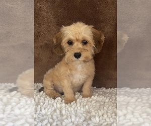 Cavapoo Puppy for Sale in MARTINSVILLE, Indiana USA