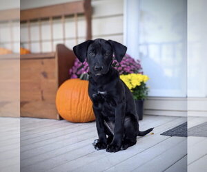 Labrador Retriever-Unknown Mix Dogs for adoption in SHERBURNE, NY, USA
