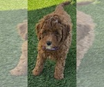 Small #1 Goldendoodle (Miniature)