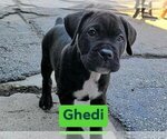 Puppy Ghedi America Bandogge Mastiff