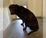 Small Labrador Retriever