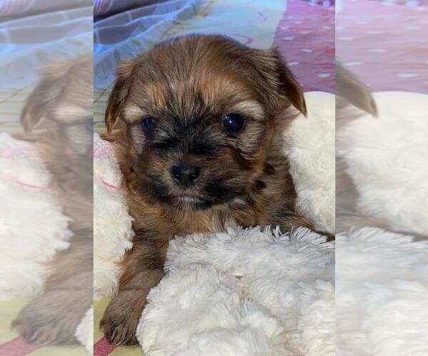 Medium Photo #15 Shorkie Tzu Puppy For Sale in EDMOND, OK, USA