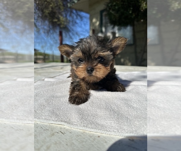 Medium Photo #3 Yorkshire Terrier Puppy For Sale in MADERA, CA, USA