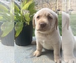 Small #1 Labrador Retriever