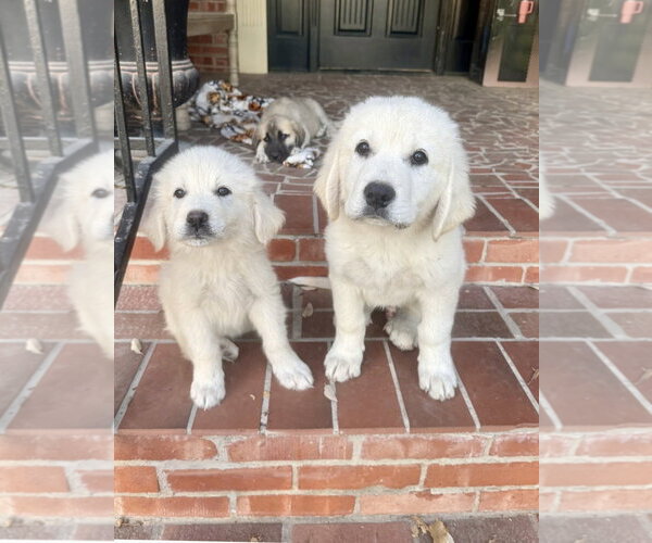 Medium Photo #6 Anatolian Pyrenees Puppy For Sale in Houston, TX, USA