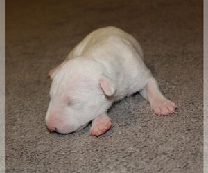 Bull Terrier Puppy for Sale in GREENVILLE, North Carolina USA