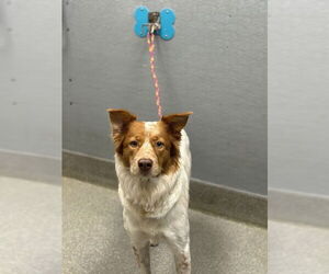 Border Collie-Unknown Mix Dogs for adoption in Las Vegas, NV, USA