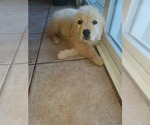 Small Photo #1 Golden Retriever Puppy For Sale in MENIFEE, CA, USA