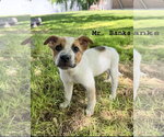 Small #1 Mutt