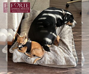 Milton - Male Greater Swiss Mountain Dog Dog for Adoption - Photo #9