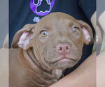 Small #1 American Staffordshire Terrier-Labrador Retriever Mix