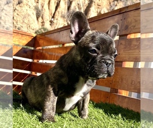 French Bulldog Puppy for sale in MIAMI, FL, USA