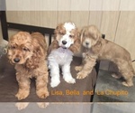 Small #3 English Cocker Spaniel