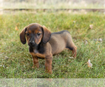 Small #2 Dachshund