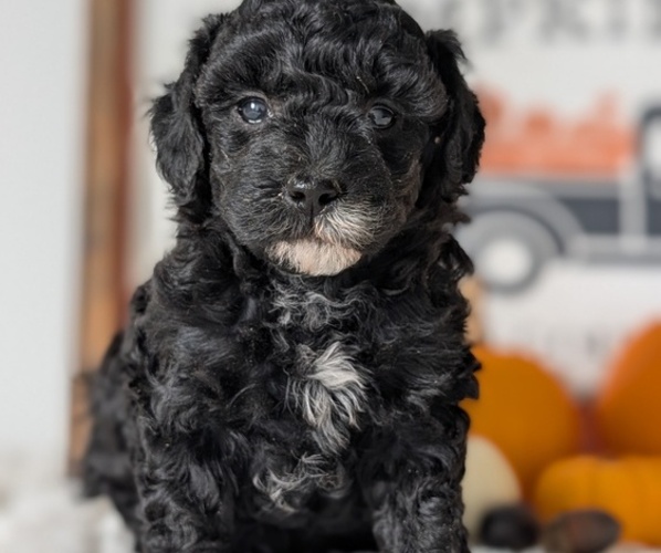 Medium Photo #3 Poodle (Miniature) Puppy For Sale in GOSHEN, IN, USA