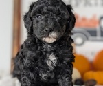 Small #2 Poodle (Miniature)