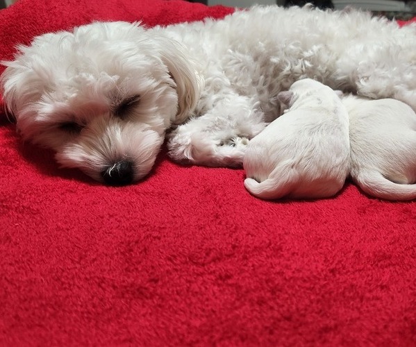 Medium Photo #1 Maltese Puppy For Sale in CHESAPEAKE, VA, USA