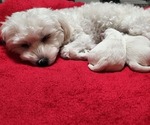 Small Photo #1 Maltese Puppy For Sale in CHESAPEAKE, VA, USA
