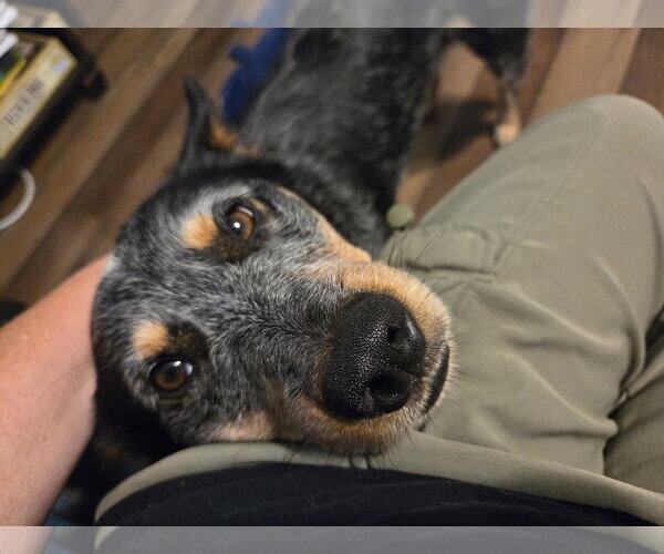 Medium Photo #5 Mutt Puppy For Sale in Garden City, NY, USA
