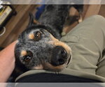 Small #4 Mutt