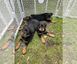 Rottweiler Dog for Adoption in COLCHESTER, Connecticut USA