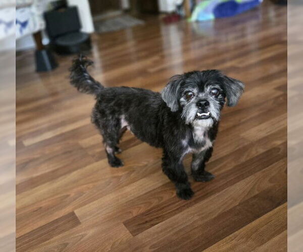 Medium Photo #4  Puppy For Sale in , 