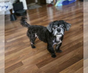 Shih Apso Dogs for adoption in Belleuve, NE, USA