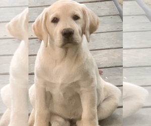 Labrador Retriever Puppy for Sale in DILLSBORO, Indiana USA