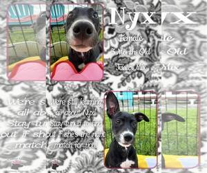Nyx - Female Mutt Dog for Adoption - Photo #2