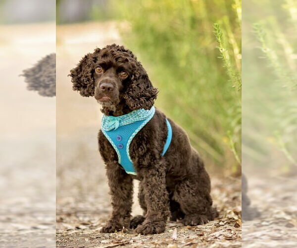Medium Photo #7 Cocker Spaniel Puppy For Sale in Sherman Oaks, CA, USA
