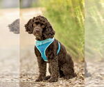 Small #6 Cocker Spaniel