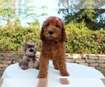 Small Photo #4 Goldendoodle Puppy For Sale in WESLEY CHAPEL, FL, USA